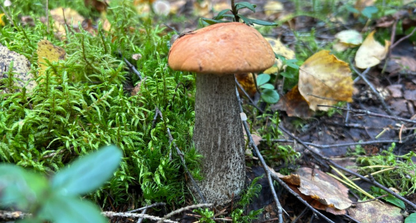 Вторая волна грибов: какие виды проснутся осенью и куда смотреть в лесу