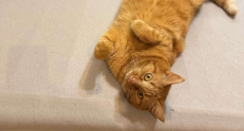 Стало известно, зачем кошка трогает человека лапой - что она этим хочет сказать