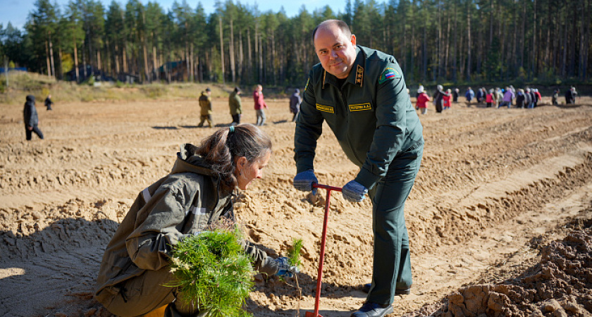 В Слободском районе высажено 7 500 сеянцев сосны