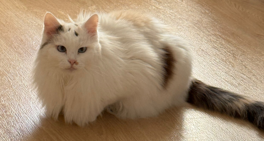 Кого из членов семьи кошка выбирает на роль "прислуги" - сигналы для хозяев