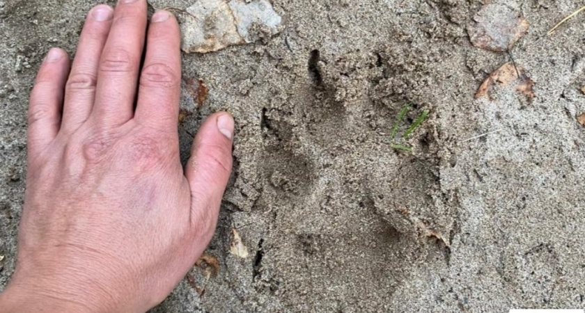 В Оричевском районе охотник добыл 46-килограммового волка