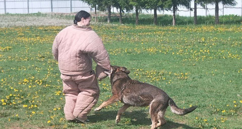 Не питбуль и не ротвейлер: 9 пород собак с самым сильным укусом