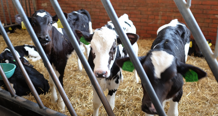 Минсельхоз Кировской области назвал топ-5 районов с самыми "молочными" коровами