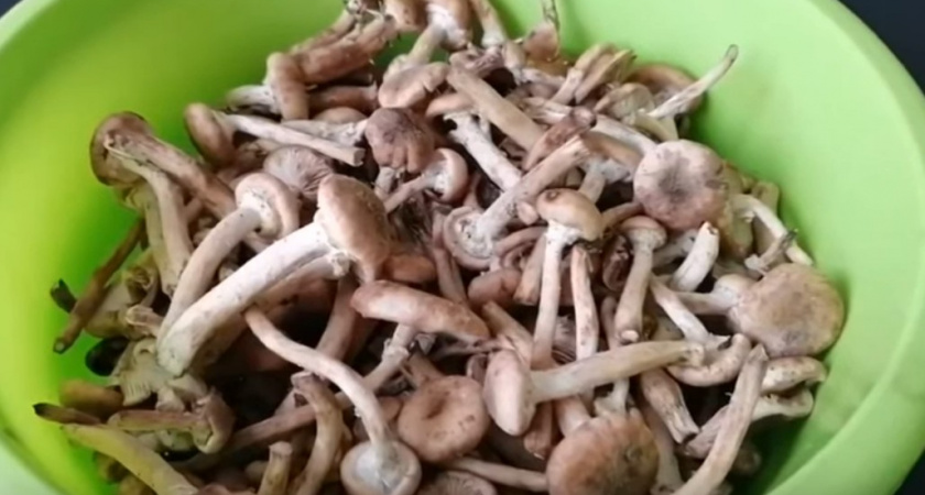 Не варите опята сразу: грубейшая ошибка, из-за которой на зубах хрустит песок - запомните эту инструкцию 
