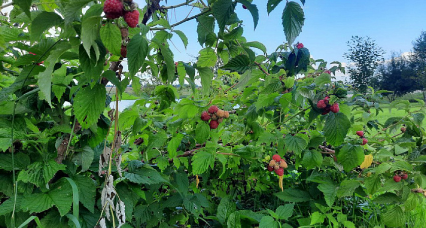 В Малмыжском районе расширяют производство малины и смородины
