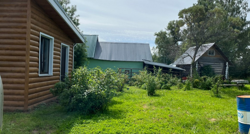 За перегноем больше не гоняюсь - есть вариант эффективнее: "живая" замена навозу уже 13 лет помогает