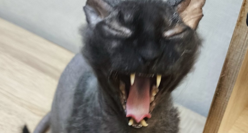 Кошка кусается при поглаживании? Не ругайте - это сигнал. Как правильно реагировать 