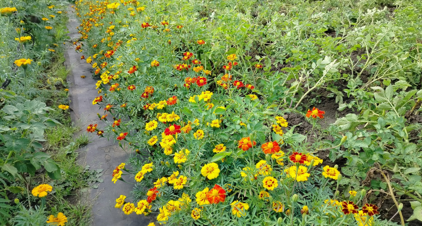 Сею бархатцы на каждом клочке земли - и бед не знаю: вот зачем мне столько цветов на участке