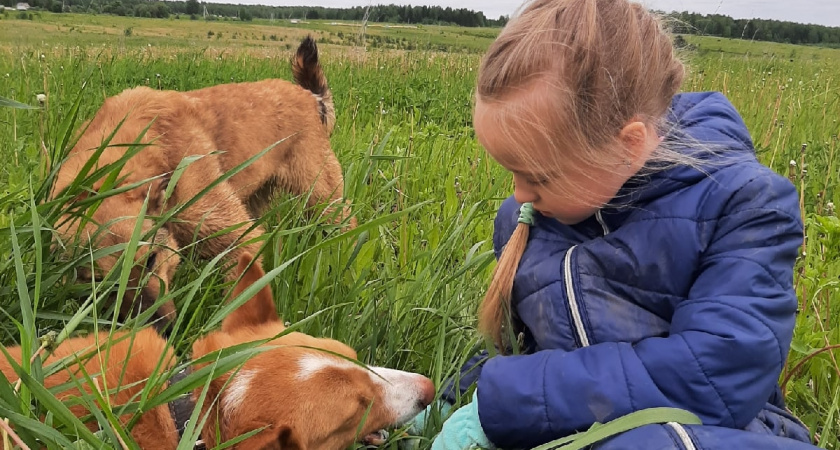В Ленинском районе проходит благотворительная акция в поддержку животных