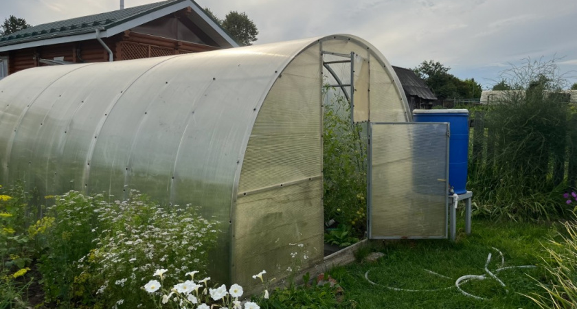 Бросаю 3 горсти на первую мерзлую землю - всю зиму грядки дышат: весной почва, как облачко