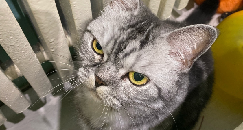 Зачем кошкам залысины между ушами и глазами - я бы ни за что не догадалась