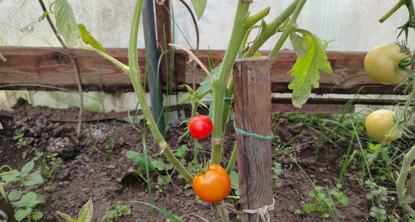 Эти помидоры - в черный список: 7 сортов, от которых откажусь в 2026 году