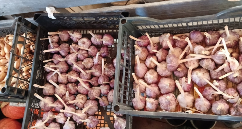 "Капсула времени" для чеснока: храню в квартире - не сохнет, не гниет, свежий до мая