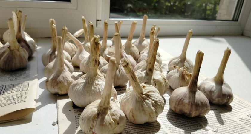 Вычисляю время для посадки озимого чеснока за 2 шага: простой рабочий метод - больше не жду милости от природы