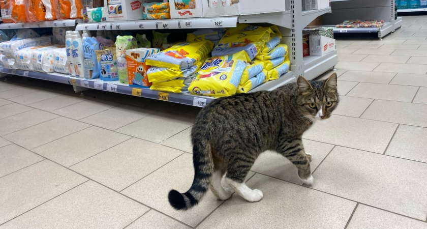 "Не травите этим кошек": в Роскачестве назвали худшие марки корма для питомцев