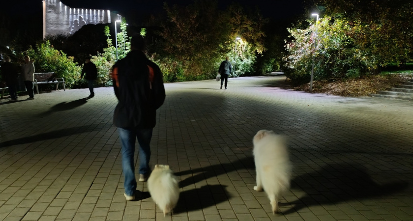 Власти Кирова утвердили список из 18 мест для выгула домашних животных