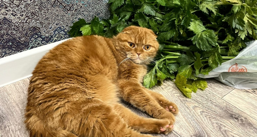 Почему кошки не спускают с вас глаз - и это действительно потрясающе