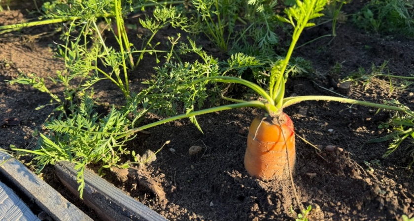Сунула в землю на огороде сырое яйцо - соседи посмеивались, но прошлый сезон все доказал