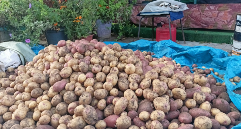 Не прорастет даже в самом сыром погребе: кладу одну веточку в ящики с картошкой — ни единого ростка до самой весны