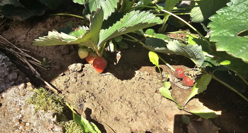 Подсыпаю осенью вокруг кустов, хватает на всю зиму: клубника весной растет как на дрожжах после этой процедуры