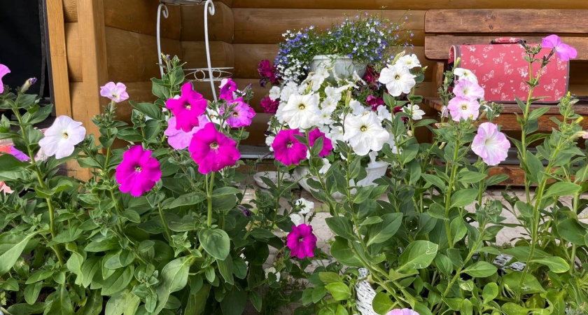 Какие многолетники нельзя пересаживать - не выживут