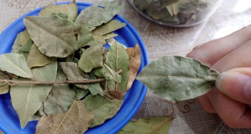 С первыми заморозками кладу лаврушку на батарею — и живу без бед: вот что происходит — вся семья видит разницу