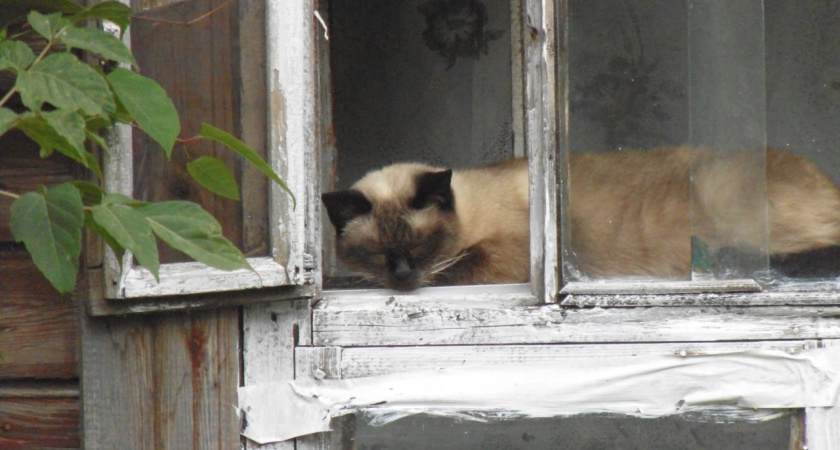 Быстро и безболезненно отучила кошек драть диван: взяла 1 копеечную вещь - сработало так, что до сих пор не нарадуюсь