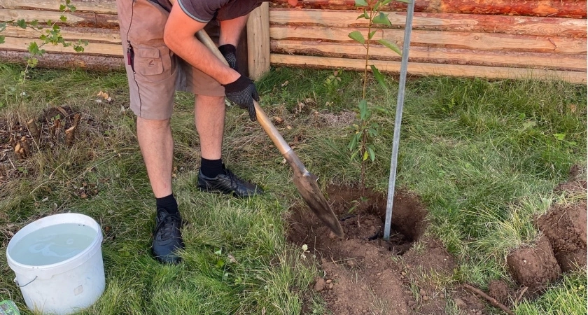 Еще Мичурин 87 лет назад запрещал сажать эти 6 деревьев на участке - глупо и опасно