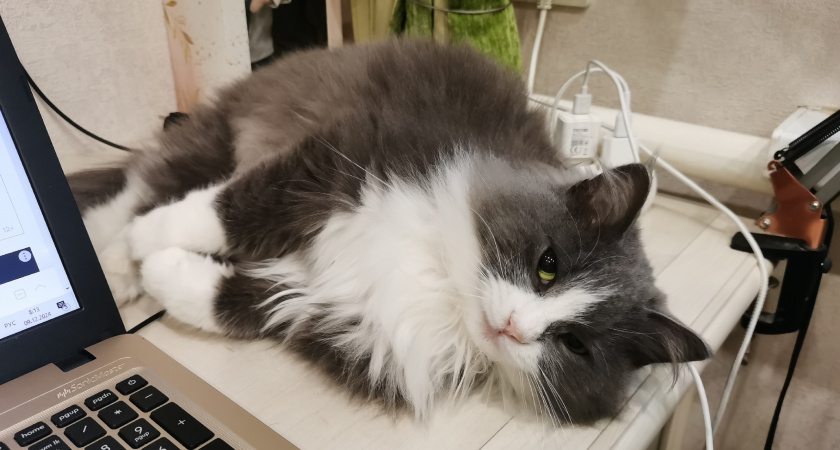 Почему у кошки висит мешок на животе - вот когда стоит бить тревогу