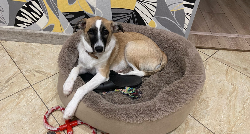 В Октябрьском районе стартует вакцинация домашних животных