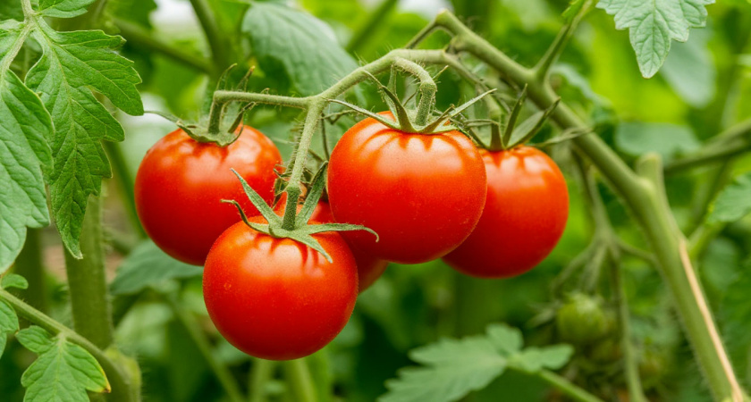 Как я выращиваю томаты на одном месте 7 лет без ущерба для урожая - секрет фермера из Краснодара