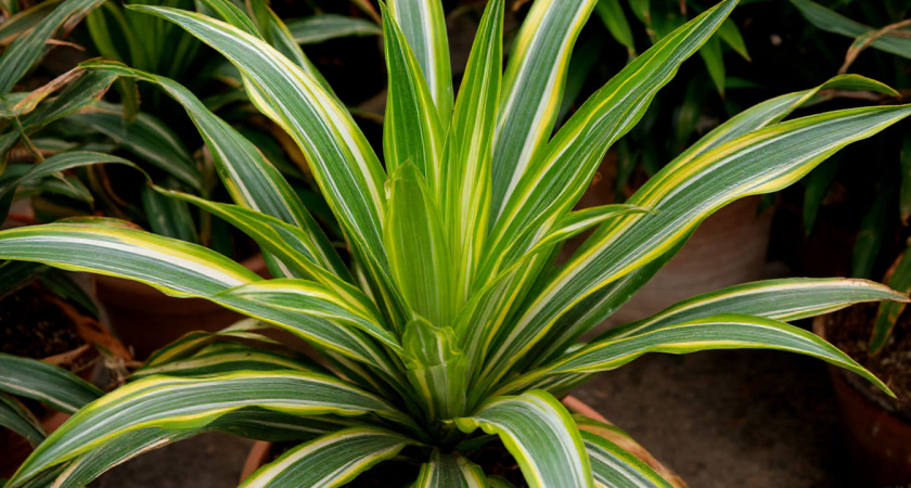 Ошибка, которая убивает драцену: перестаньте так делать, и она оживет: опытный цветовод все расставил по полочкам