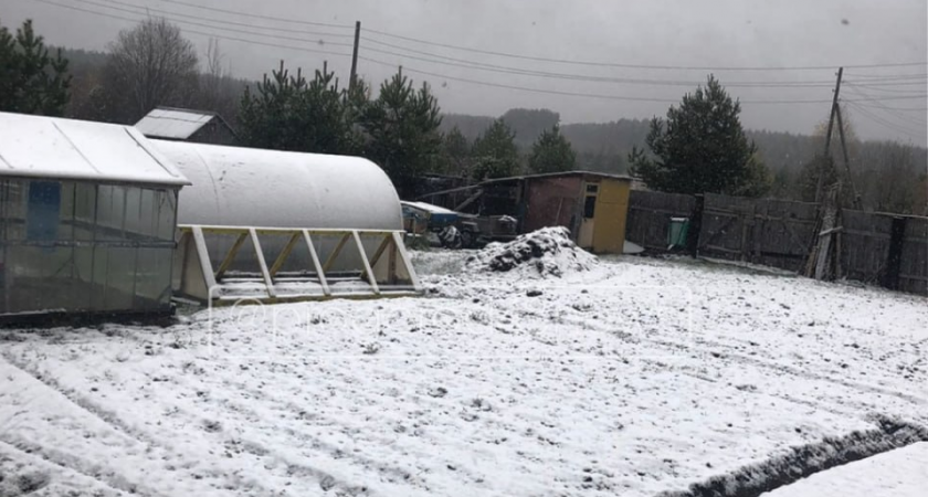 "Заснеженные ели, побелевшие грядки и теплицы": жители Кировской области делятся снимками первого снега