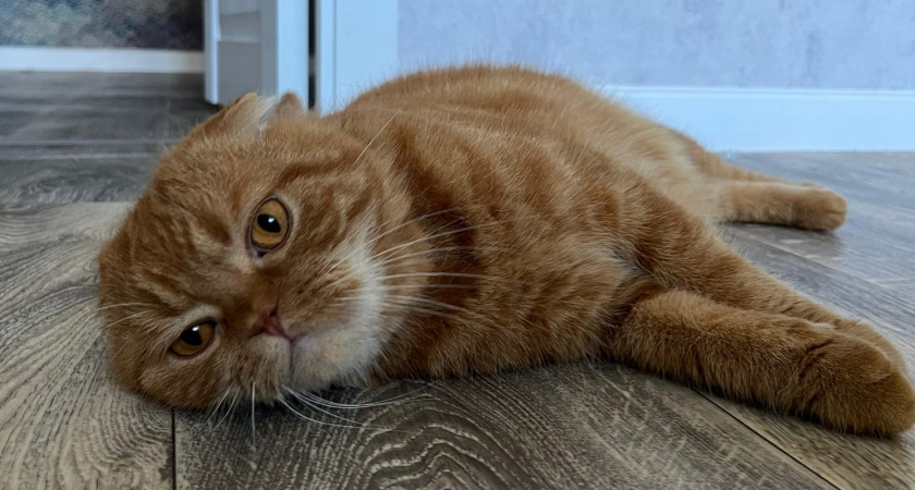 Почему кошка ложится на человека? Причины и приметы, о которых вы не знали