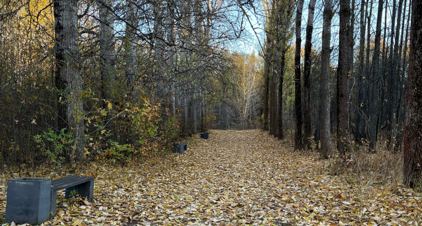 Житель Оричей жестоко расправился со знакомым во время сбора клюквы в лесу