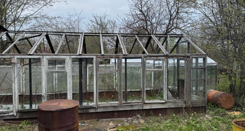 Томатам осенью - обязательно: готовим грядки в теплице правильно - залог рекордного урожая