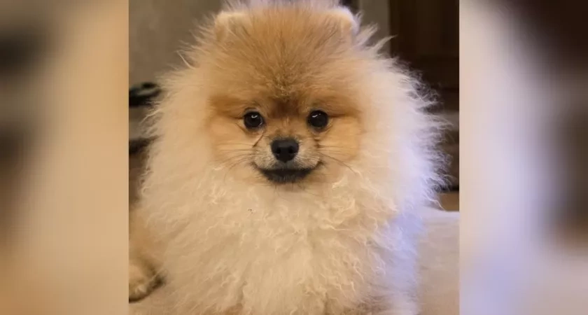 В Кирово-Чепецке отравили шпица: хозяин ищет виновных