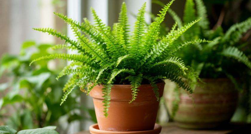 7 комнатных растений, от которых вредители убегают без оглядки: ни паутинному клещу, ни мучнистому червецу они не по зубам