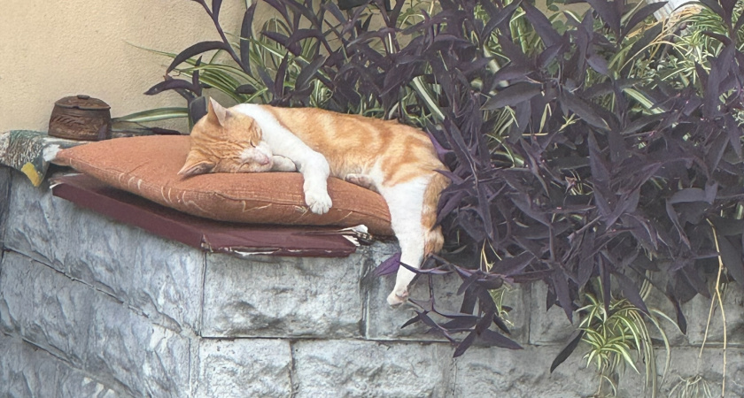 Почему кошка будит вас по утрам - и как это исправить