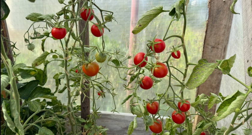 Планирую урожай помидоров в октябре: 6 отличных и 4 ужасных сорта - прошлый сезон все ясно дал понять 