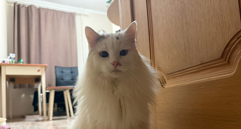 Кошка пьет мало воды? Простой трюк, который реально работает - проверено на десятках кошек