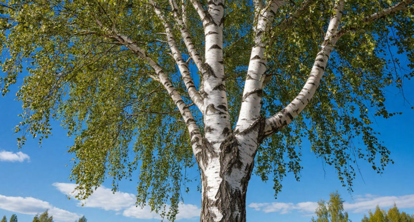 Почему березу не используют для строительства домов - запомните раз и навсегда 