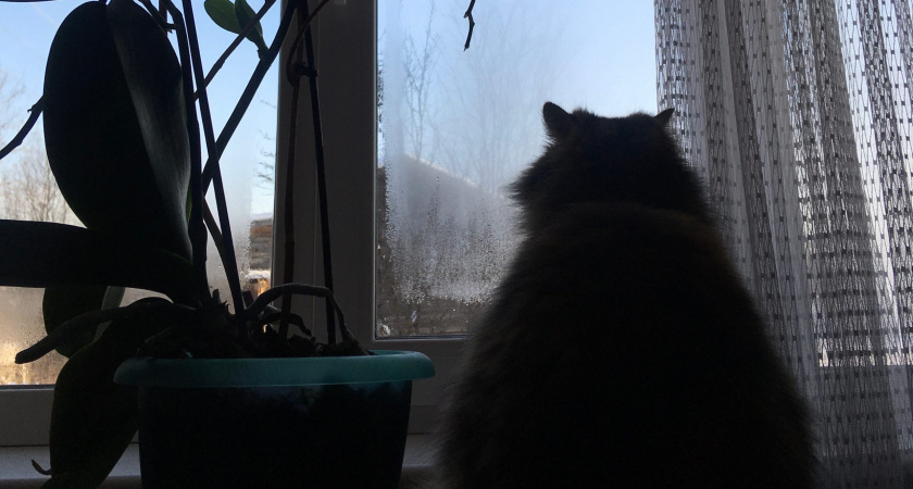 Кошка прощается навсегда: как увидеть такие знаки - четкие сигналы для тех, кто умеет их читать