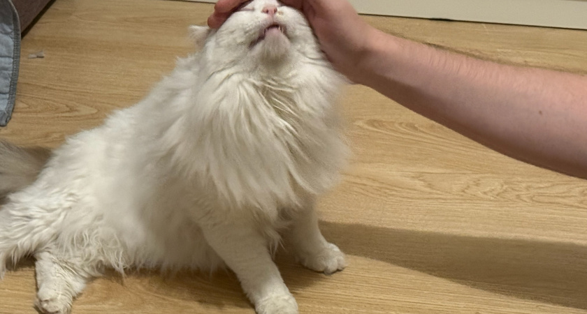 Как понять, что кошка терпит боль? 8 признаков, которые она тщательно скрывает