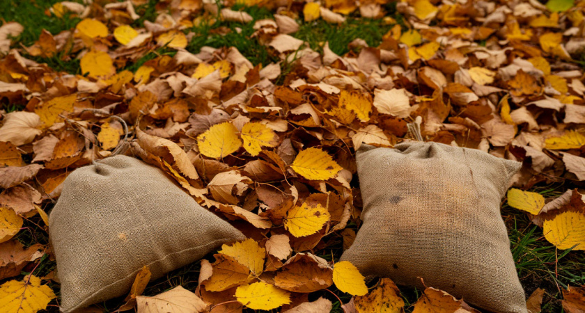 Березовые листья по осени собираю мешками - картофель растет чистым, проволочник не появляется годами