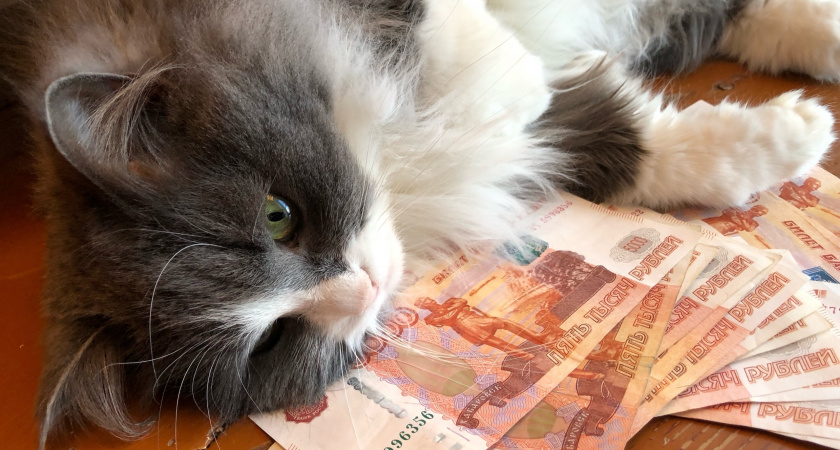 Какой жест заставит подойти к вам абсолютно любую кошку: попробуйте - и удивитесь результату