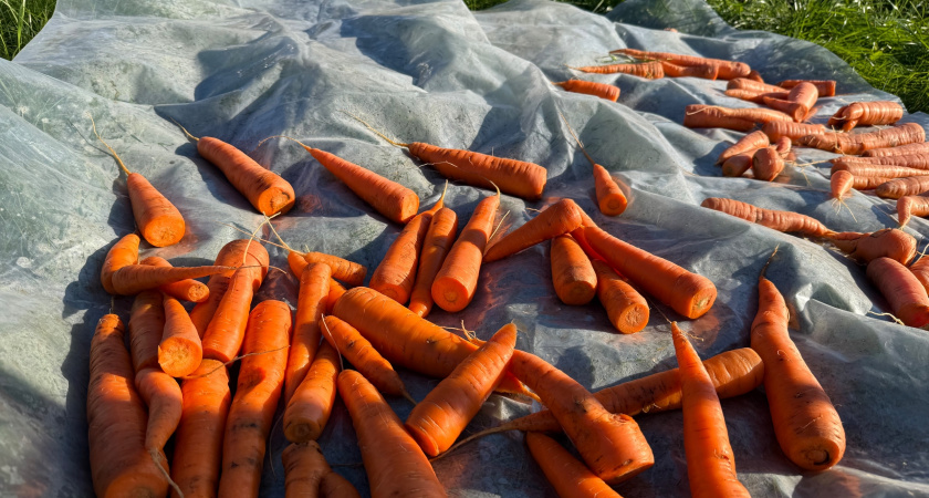 Морковь храню всю зиму по совету бабушки из деревни: свежая и сочная - до 8 месяцев без погреба
