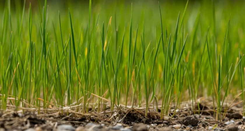 Соседи выбросили - а я закопал: пырей стал слабее, а земля - живее