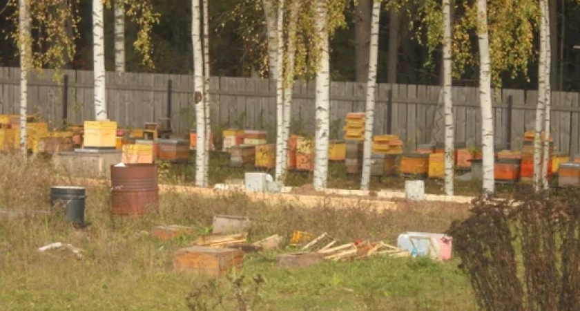 В Кирове пчеловода оштрафовали после жалоб на укусы ребенка