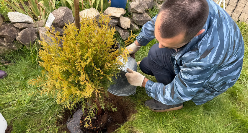Не навоз и не компост - осенью смешиваю в тазу эти порошки и разбрасываю под зимующие культуры: урожая на 40% больше